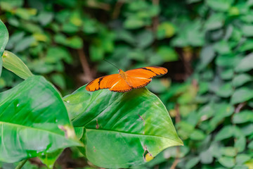 Wall Mural - Dryas iulia butterfly, with open wings, on a green leaf