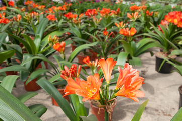 Wall Mural - the flower clivia in a pot