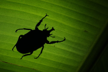 Wall Mural - Silhouette of the Mecynorhina polyphemus sitting on a banana leaf, A large scarab beetle found in dense tropical African forests. It is a frequent feeder on fruits and sap flows from tree wounds.