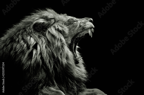 Lion portrait Wallpaper Mural