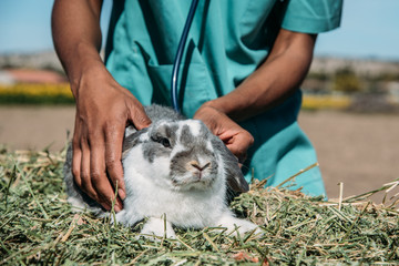 Wall Mural - Veterinarian examining a bunny in a hay field