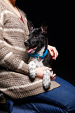 Fototapeta Łazienka - cropped view of woman in jeans and cardigan holding cute dark mongrel dog with open mouth isolated on black