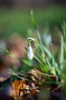 © gitusik - Spring flower snowdrop is the first flower in the end of winter and the beginning of spring.