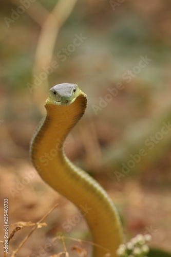 Jamesons green mamba, a highly venomous species occurring in Eastern Africa, showing warning behavior Poster Mural XXL