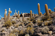 © Miroslaw - Isla de Pescado - wyspa na środku solnikska Salar de Uyuni