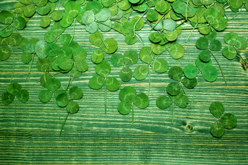 Wall Mural - Green real clover leaf on wooden background. top view