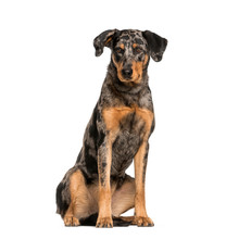 Beauceron Images Public Domain Pictures Page 1