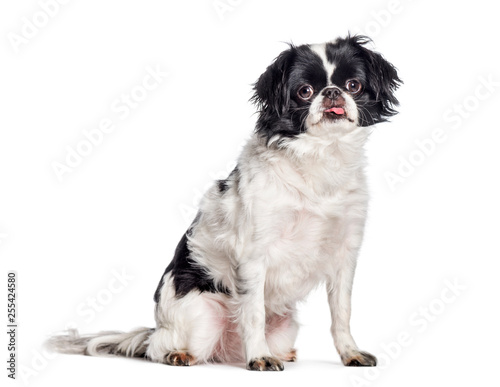 Fotomural Japanese Chin, Japanese Spaniel sitting in front of white backgr