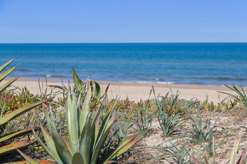 Wall Mural - Vegetation and sandy dunes in the Mediterranean, Denia, Valencia, Spain