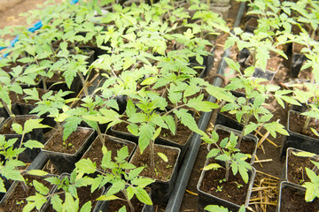 Wall Mural - Tomato seedling before planting into the soil, greenhouse plants, drip irrigation, greenhouse cultivation of tomatoes in agriculture, hard-working farmer hands