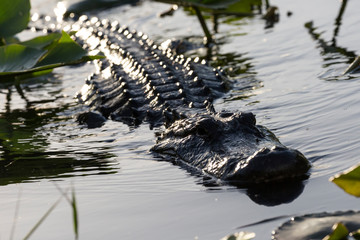 A wild alligator swimming in the waters of Everglades National Park (Florida).