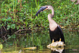 Fototapeta Zwierzęta - A wild anhinga eating a freshly caught armored catfish in Everglades National Park (Florida).