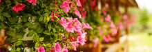 Hanging Pots Of Flowers Petunias Pale Pink Color On A Background Of A Wooden Frame With Carved Eaves