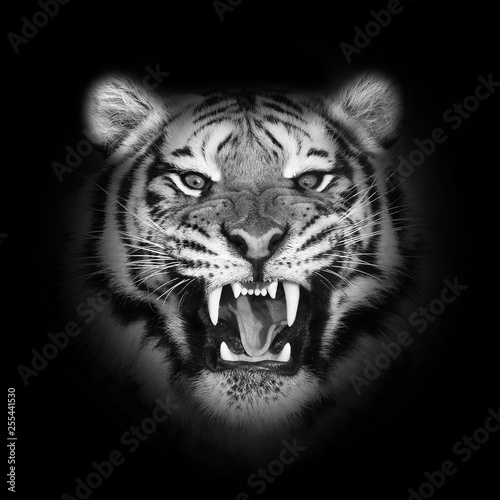 Close Up Tiger Face Isolated On Black Background Buy This
