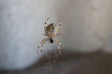 spider on web
