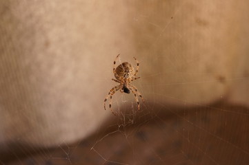 spider on web