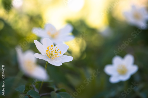 Fleur Blanche Sauvage De Printemps Buy This Stock Photo
