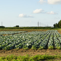 Wall Mural - The cabbage field