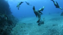 Large Group Of Sea Lions Up Close