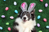 Fototapeta Zwierzęta - Happy dog with bunny ears surrounded by Easter eggs
