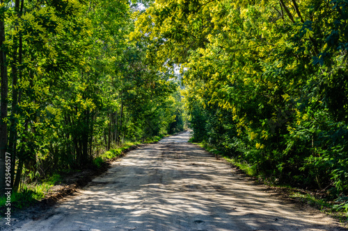 Sun Rays Of Light In Autumn Forest With Path And Trees With