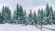 © rustamank - Rural winter landscape - view of the snowy pine forest in the mountains