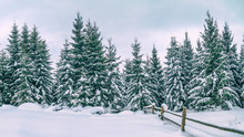 Rural Winter Landscape - View Of The Snowy Pine Forest In The Mountains