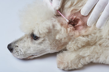 Wall Mural - Cleaning poodle dog ear