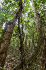 Wall Mural - Looking up tall trees and lianas in a rainforest