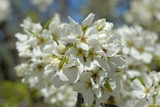 Fototapeta Kwiaty - blooming apple tree in spring
