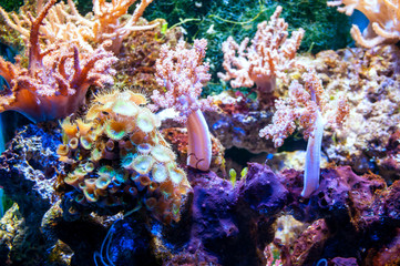 Coral reefs in a large aquarium