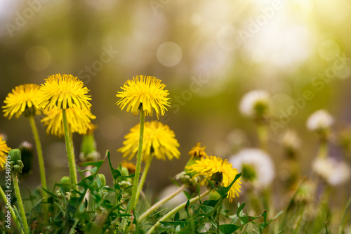 Yellow dandelions in sunny meadow Fototapet
