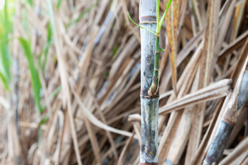 Wall Mural - Sugarcane planted to produce sugar and food.