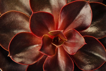 Wall Mural - Closeup of a red and lilac succulent flower. Leaves and petals. Concept of a growing and nature.