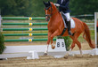 .Horse dressage with rider in tournament photographed on the hoof stroke in an uphill canter.