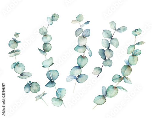 Watercolor greenery set. Hand drawn winter illustration with eucalyptus branc...