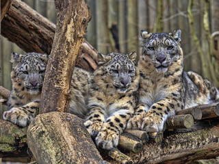 Wall Mural - Female Snow leopard, Uncia ounce, with subadult chick