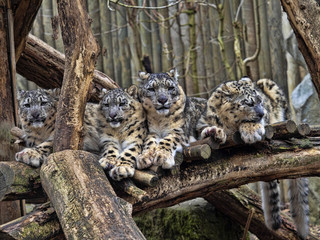 Wall Mural - Female Snow leopard, Uncia ounce, with subadult chick