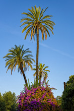 Palm Trees And Bougainvillea Trees