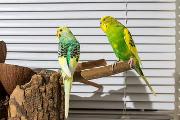 two budgies