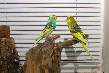 two budgies