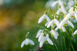 © mreco - Snowdrop flowers with blurred copy space