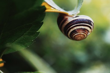 Wall Mural - Edible snail