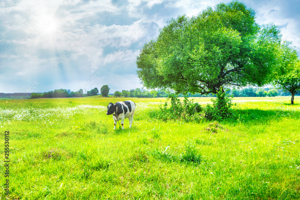 Black cow on the green field with big tree and sun light. Rural ...