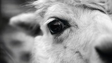 Eye Of A Llama. Detailed Photo Of Animal Eye.