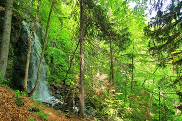 Wall Mural - Waterfall in the forest