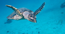 Turtle Approaching While Diving In Palau's Rock Islands