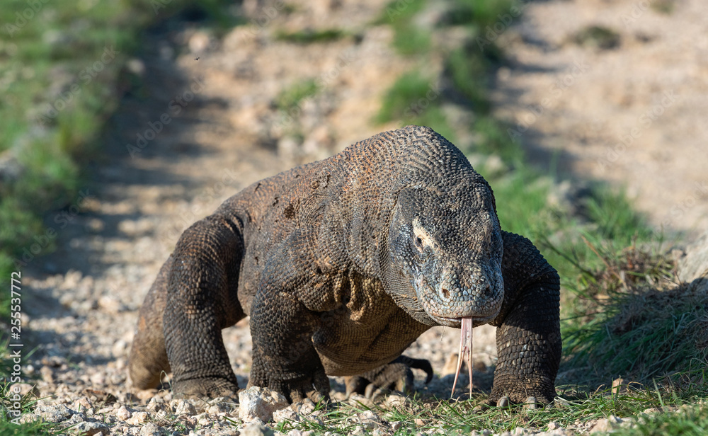 Komodo dragon with the forked tongue sniff air. Close up portrait. The ...