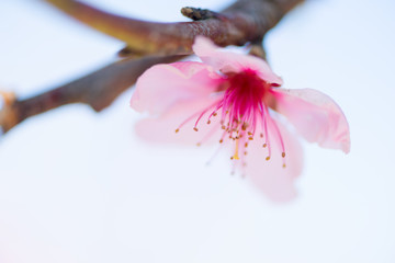 Flowers in spring