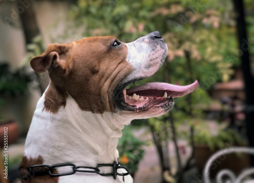 American Staffordshire Terrier Big Tongue Kaufen Sie Dieses Foto
